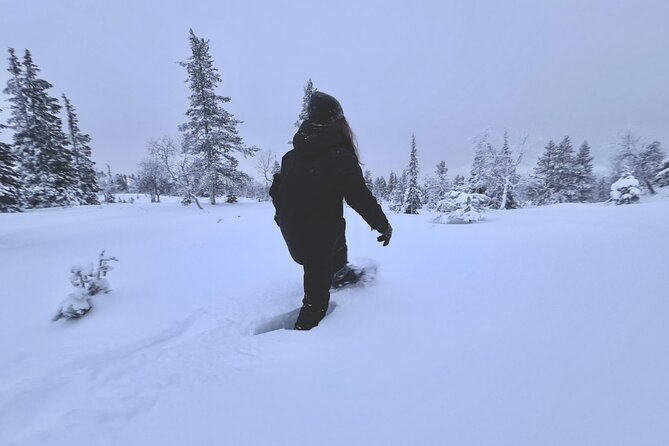 Private: Snowshoeing Safari in spectacular National Park - Key highlights you’ll feel right away