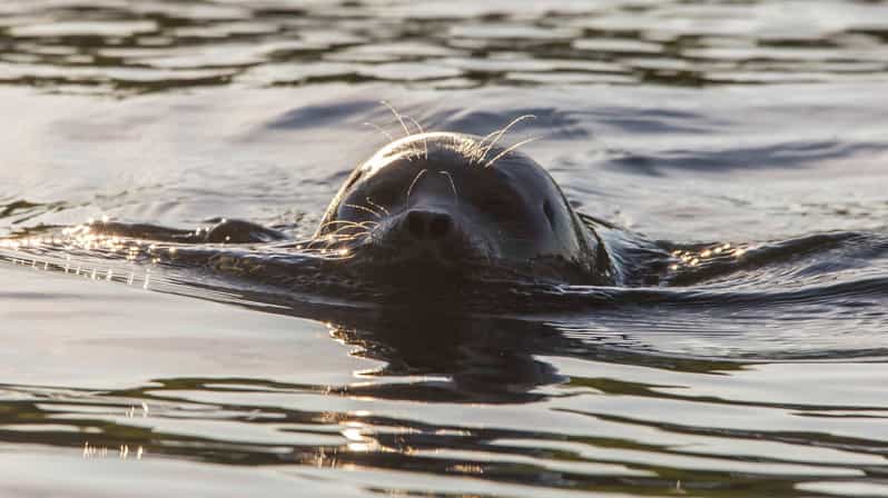 Puumala: Lake Saimaa Seal Watching Cruise - Boarding an Electric, Covered Eco-Boat (And Why That Matters)
