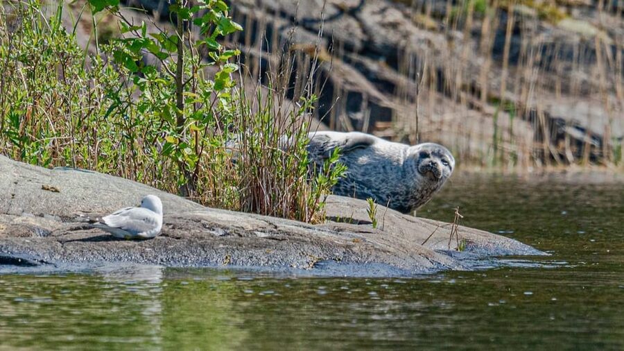 Puumala: Lake Saimaa Seal Watching Cruise - Who This Cruise Suits Best (And Who Might Want Another Option)