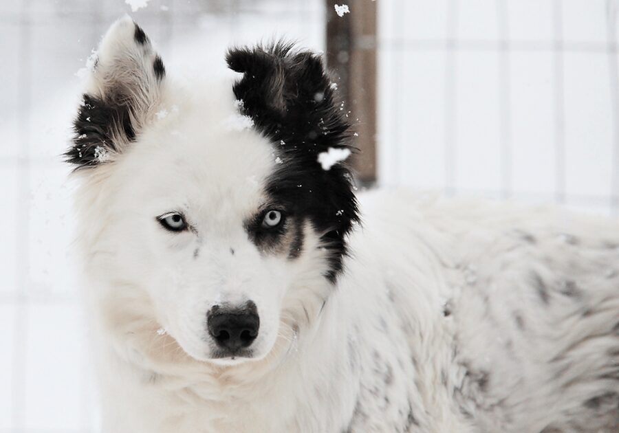 Pyhätunturi: Husky safari 5km including a farm visit - Key things that make this husky safari work
