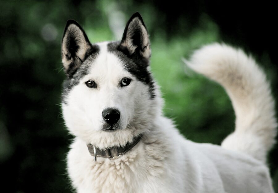 Pyhätunturi: Husky safari 5km including a farm visit - Getting to Pyhä Husky Farm, and why arriving on time matters