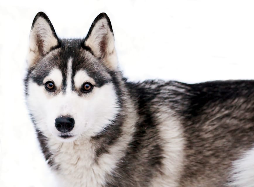 Pyhätunturi: Husky safari 5km including a farm visit - Mushing logistics you’ll want to plan for (before your nerves do)