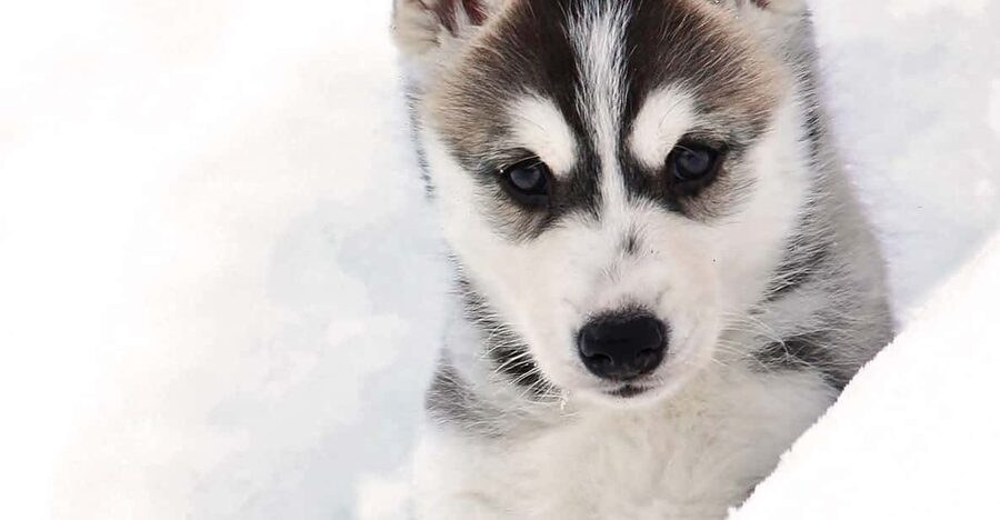 Pyhätunturi: Husky safari 5km including a farm visit - The huskies themselves: what you’re actually learning on this safari