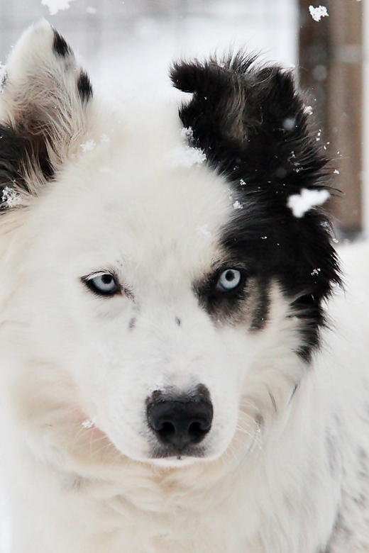 Pyhätunturi: Husky safari 5km including a farm visit - Should you book Pyhätunturi Husky Safari with farm visit?
