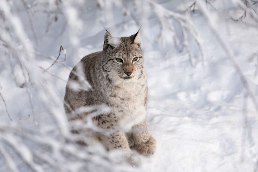 Ranua Wildlife Park Day: Visit the Arctic Animals - Ranua Wildlife Park, Finland’s far-north Arctic zoo experience