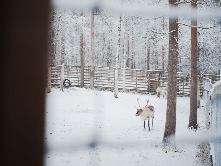 Ranua Wildlife Park Day: Visit the Arctic Animals - Polar bears and 50 Arctic species, what to aim for on the ground