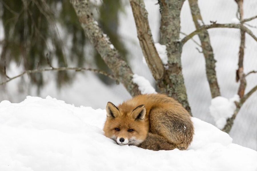 Ranua Wildlife Park Day: Visit the Arctic Animals - Price and value for $154, what’s really included