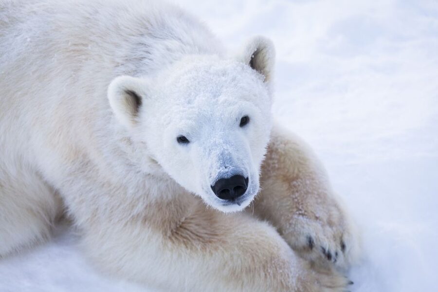 Ranua Wildlife Park Day: Visit the Arctic Animals - The guided walk, 2.5 km of Arctic ecology you can actually use