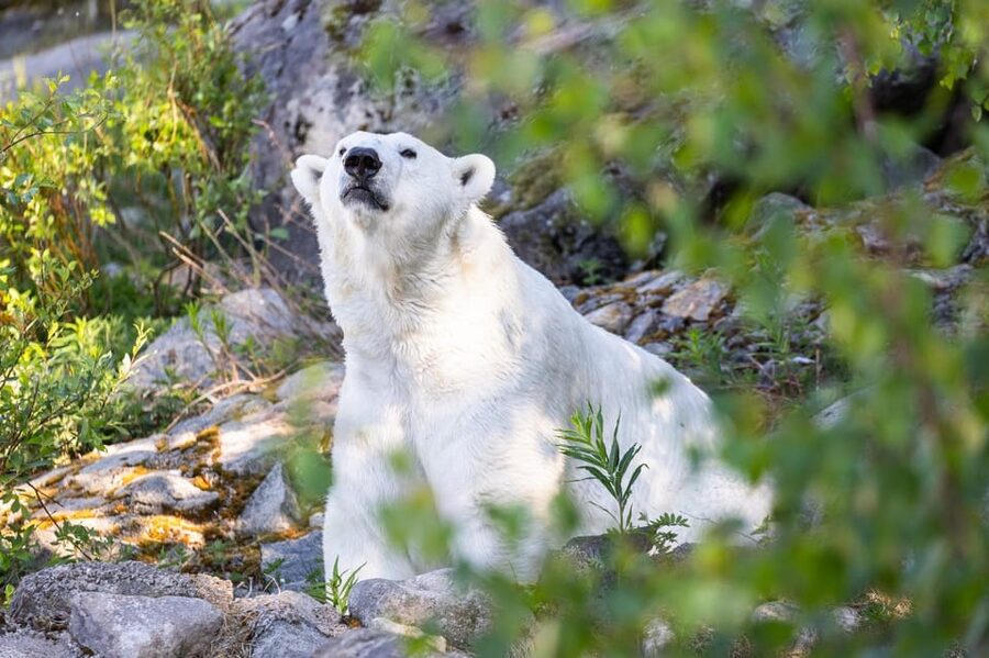 Ranua: Wildlife Park Entrance Ticket - Key Things to Know Before You Go