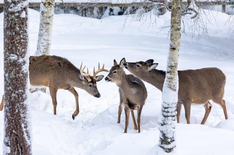 Ranua: Wildlife Park Entrance Ticket - Ranua Wildlife Park: Arctic Animals, Finnish Forest, One Self-Guided Walk