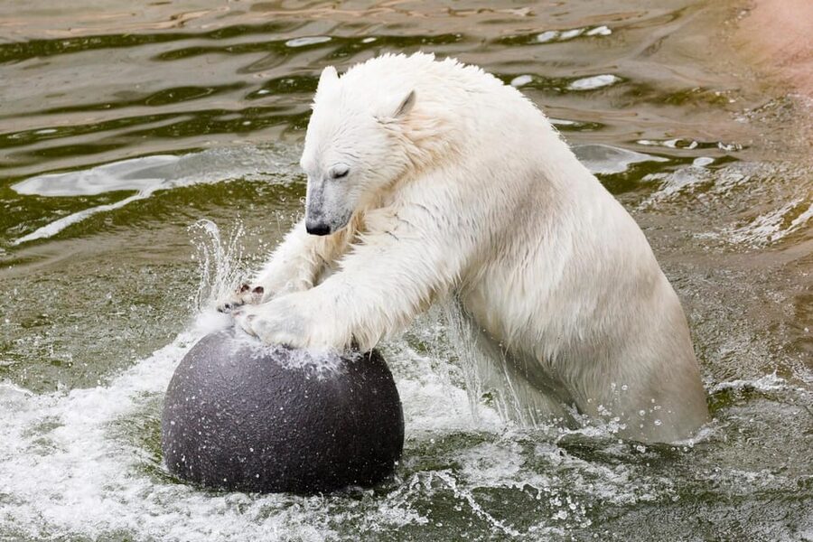 Ranua: Wildlife Park Entrance Ticket - Food and Breaks: Plan Around the Ranua Resort Buffet