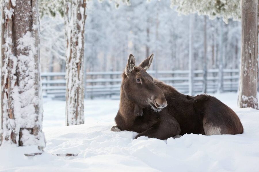 Ranua: Wildlife Park Experience with Buffet Lunch - The Guided Walk: How to Get the Most From the Arctic Animals