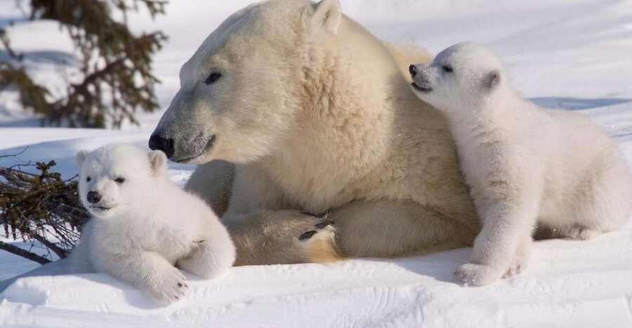Ranua: Wildlife Park Experience with Buffet Lunch - Who This Tour Suits Best in Lapland