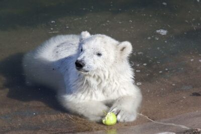 Ranua Wildlife Park Guided Tour from Rovaniemi, With Lunch