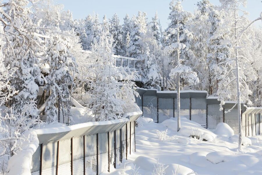 Ranua Wildlife Park Guided Tour from Rovaniemi, With Lunch - Polar bear time, what to focus on during your one of-a-kind viewing