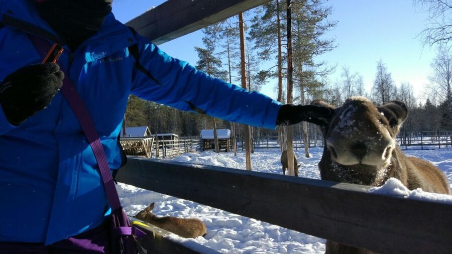 Ranua Wildlife Park Guided Tour from Rovaniemi, With Lunch - What you should wear and bring for a 2.5 km winter walk