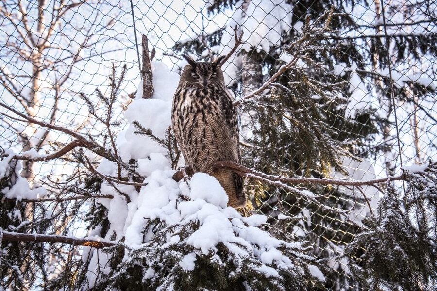 Ranua Wildlife Park Guided Tour from Rovaniemi, With Lunch - Price and value for a $170, 5-hour guided half-day