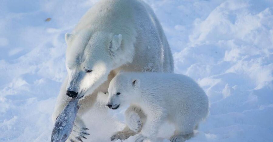Ranua Wildlife Park Guided Tour from Rovaniemi, With Lunch - Who this tour suits best, and who should skip it