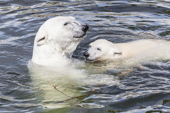 Ranua Zoo and BBQ - Why Ranua Zoo is a smart Rovaniemi wildlife plan