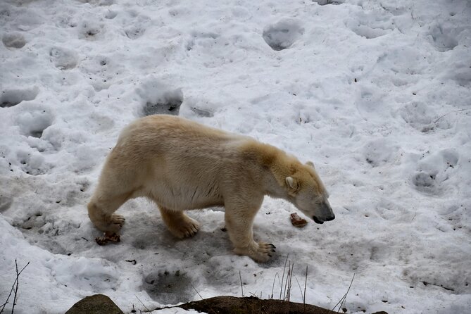 Ranua Zoo Arctic Wildlife Park with Private Transport & Lunch - Key highlights at a glance