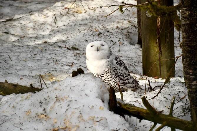 Ranua Zoo Arctic Wildlife Park with Private Transport & Lunch - Getting Picked Up in Rovaniemi Without the Bus Hunt