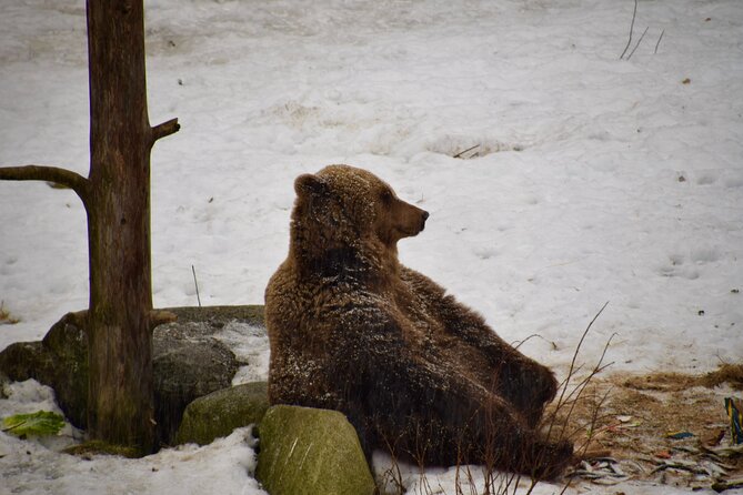 Ranua Zoo Arctic Wildlife Park with Private Transport & Lunch - Ranua Zoo Arctic Wildlife Park, a Northern Zoo That Feels Real