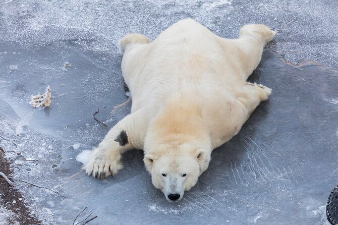 Ranua Zoo Family Tour from Rovaniemi - Price and what you actually get