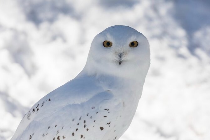 Ranua Zoo Family Tour from Rovaniemi - What the zoo experience feels like in winter