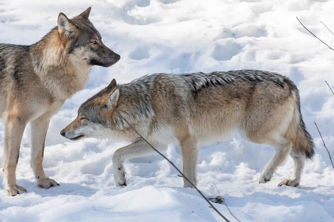 Ranua Zoo Family Tour from Rovaniemi - Comfort details that make the day easier with kids