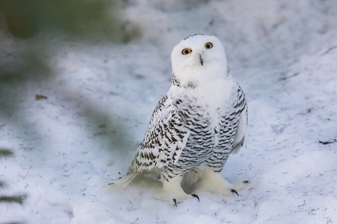 Ranua Zoo Family Tour from Rovaniemi - Lunch, timing, and how to avoid the biggest frustration