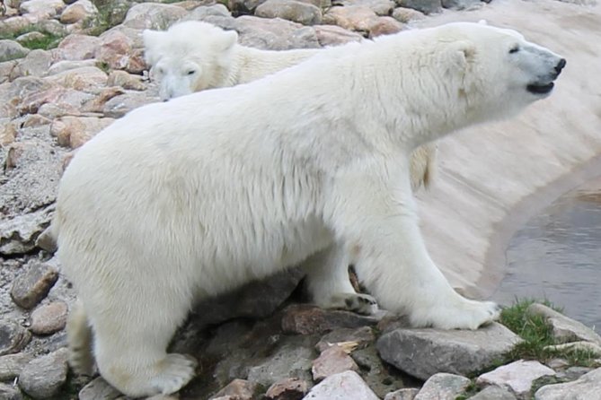 Ranua Zoo Family Tour from Rovaniemi - Who this tour suits best