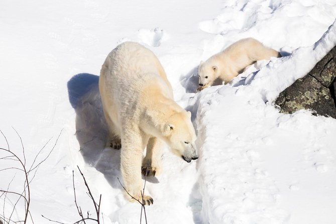 Ranua Zoo tour, optional lunch - Optional lunch: plan on buying food on site