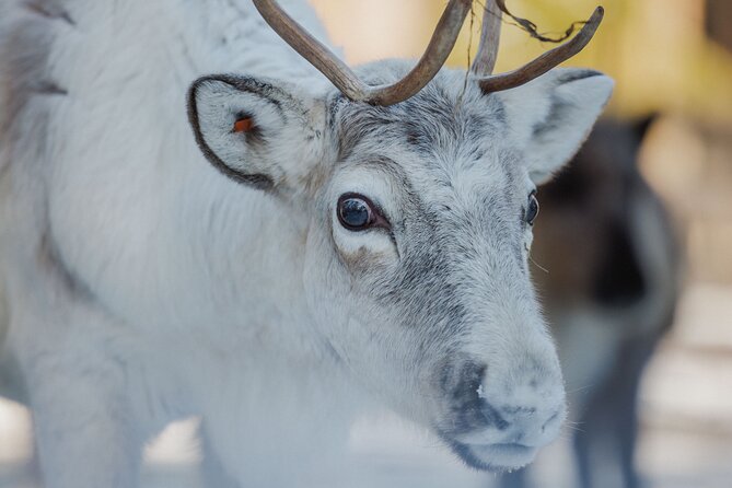 Reindeer Experience with Sledge Ride - Reindeer Manor timing: a 2.5 hour experience that stays simple