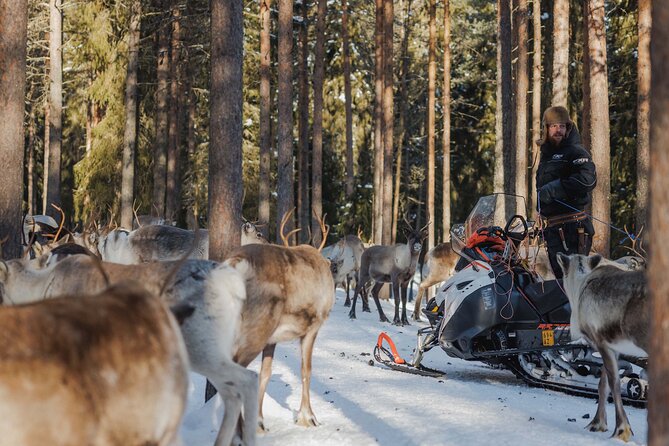 Reindeer Experience with Sledge Ride - Choosing between Santa Claus Village and the city office pickup