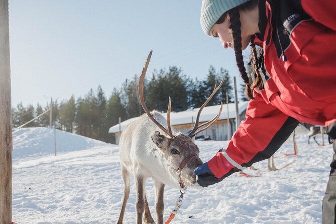 Reindeer Experience with Sledge Ride - Meeting the reindeer up close: feeding, calm handling, and photo moments