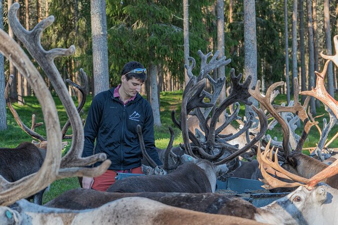 Reindeer Farm Experience in Summer and Autumn from Rovaniemi - Key highlights to watch for