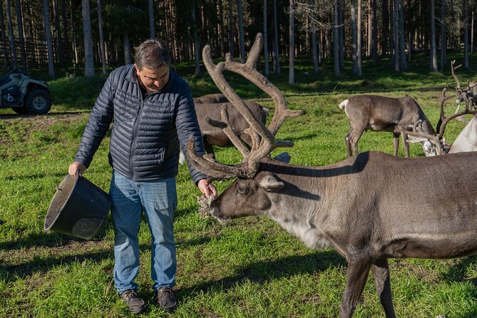 Reindeer Farm Experience in Summer and Autumn from Rovaniemi - Meeting the Herders: Watching Real Work Up Close