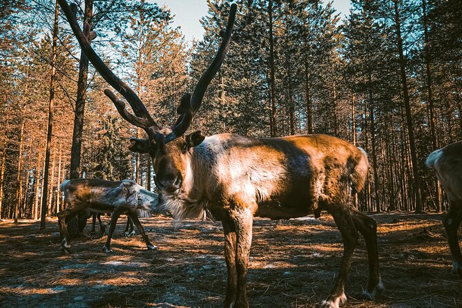 Reindeer Farm Summer Experience - Key Points You Will Actually Care About