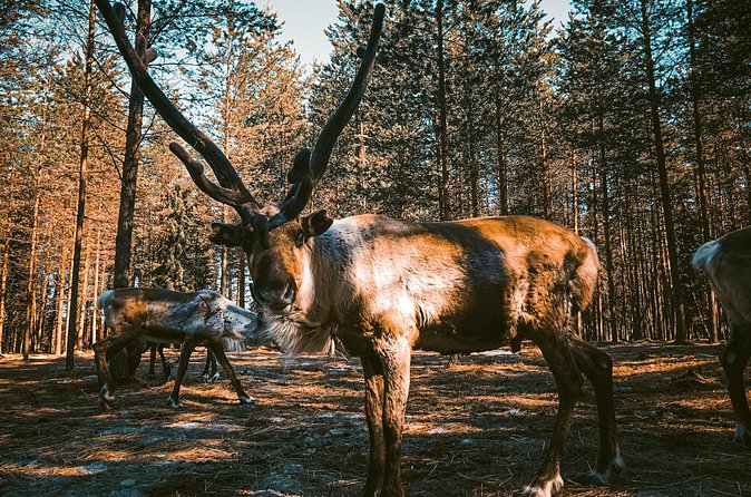 Reindeer Farm Summer Experience - Price and Value: What You Are Paying For