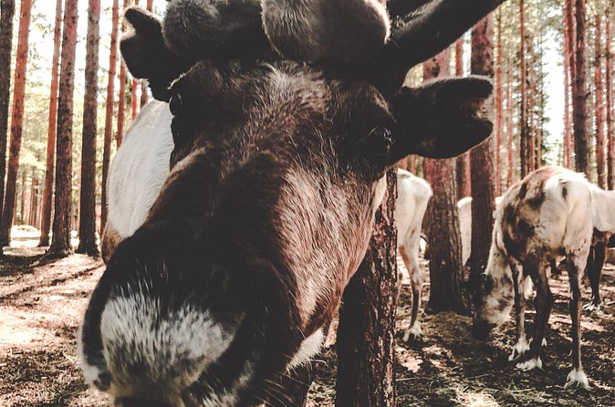 Reindeer Farm Summer Experience - Weather Checks and Why Your Day Needs a Plan B