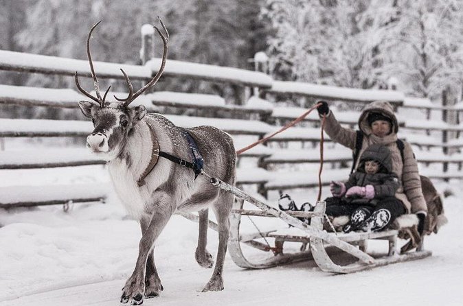 REINDEER FARM VISIT a real authentic experience - Up close with the herd: feeding time and the gentle pace