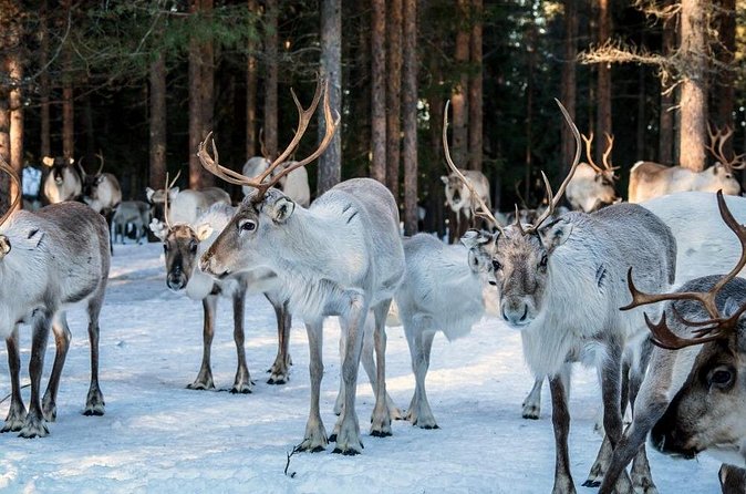 REINDEER FARM VISIT a real authentic experience - Price check: is $120.02 worth it for 2.5 hours?