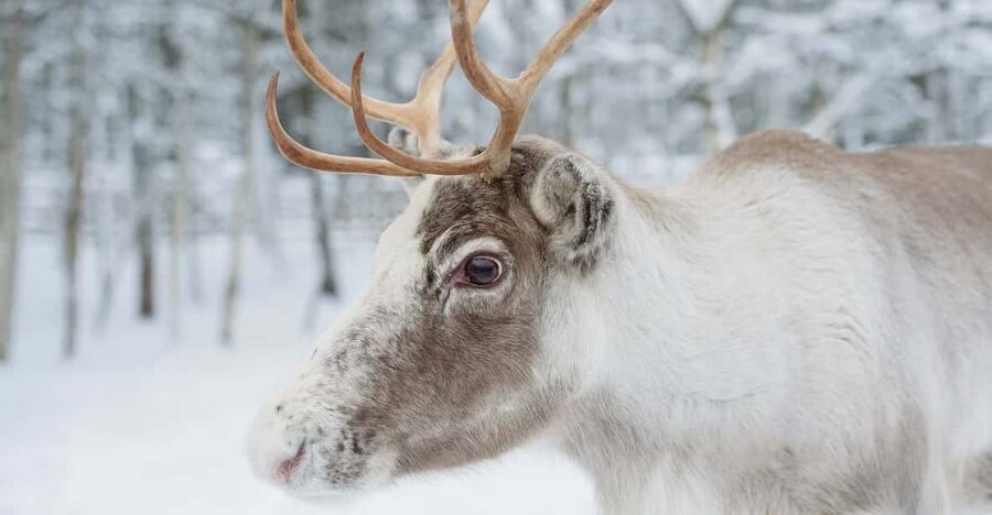 Reindeer Farm Visit with Sleigh Ride - Key things that make this tour worth a look