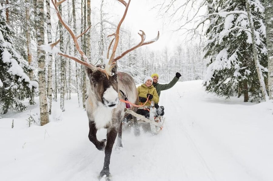 Reindeer Farm Visit with Sleigh Ride - Price and Logistics Near Rovaniemi: What You’re Actually Paying For