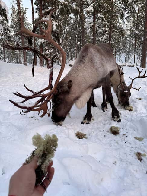 Reindeer feeding in Inari - Key Things You’ll Notice First