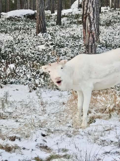 Reindeer feeding in Inari - Why Reindeer Feeding in Inari Feels Different Than a Typical Tour