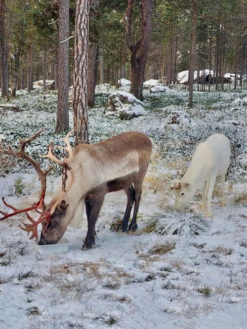 Reindeer feeding in Inari - Where You Go, and How the Journey Sets the Tone