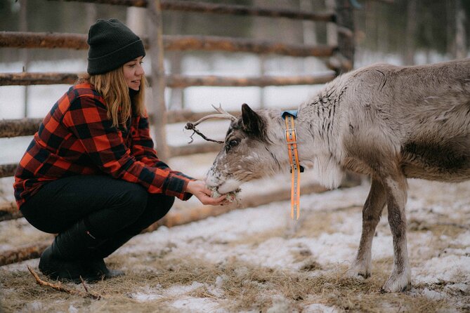 Reindeer Husbandry with Snowmobile Sleigh Ride and Cabin Lunch - Key points to know before you go