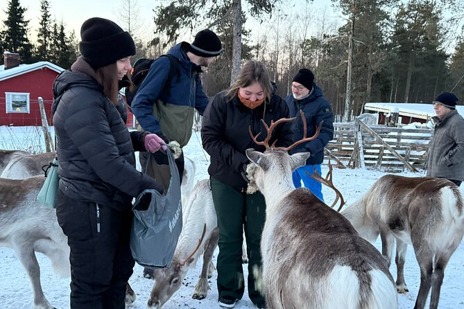 Reindeer Husbandry with Snowmobile Sleigh Ride and Cabin Lunch - What’s included in the lunch and why it matters in winter