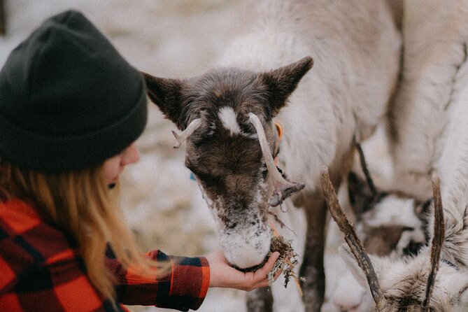 Reindeer Husbandry with Snowmobile Sleigh Ride and Cabin Lunch - Should you book with Soma Adventures and Heli?